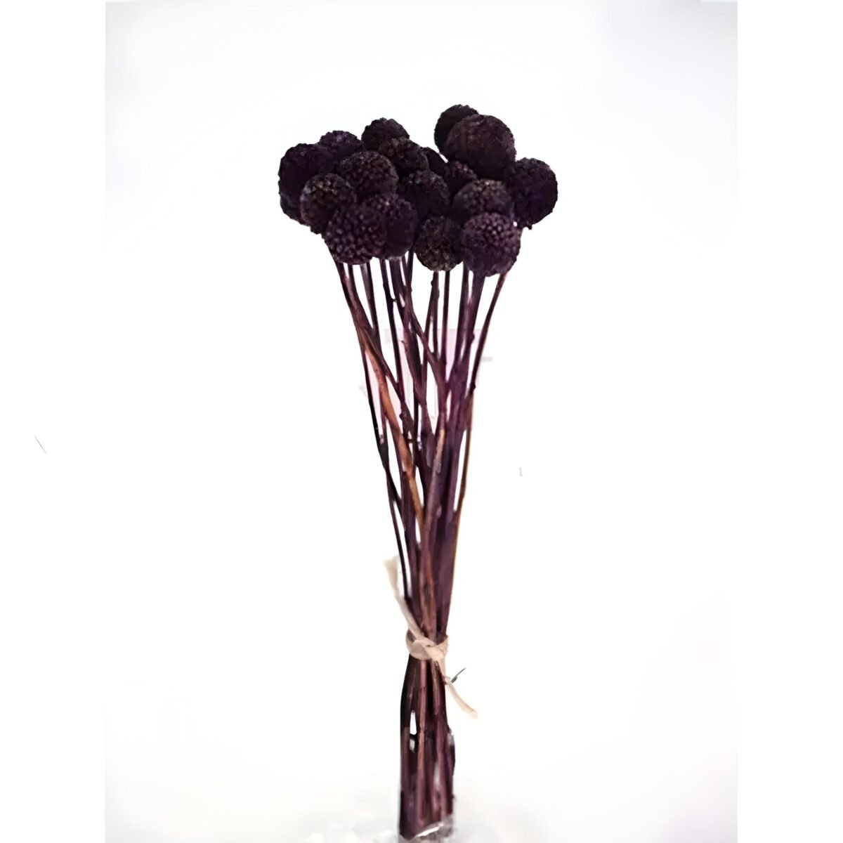 CRASPEDIA – Image 3