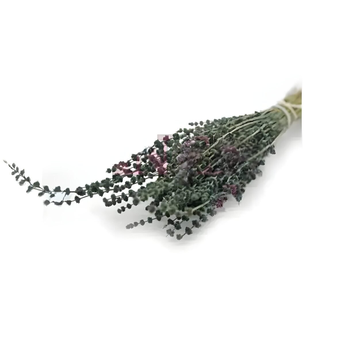 LAVENDER – Image 3