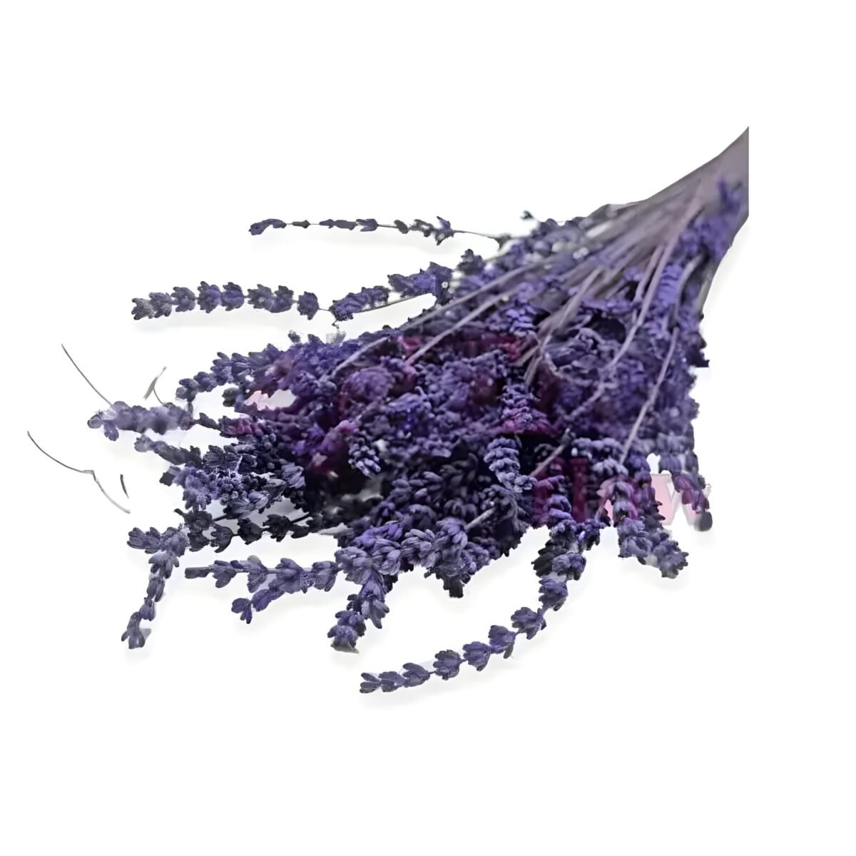 LAVENDER – Image 4