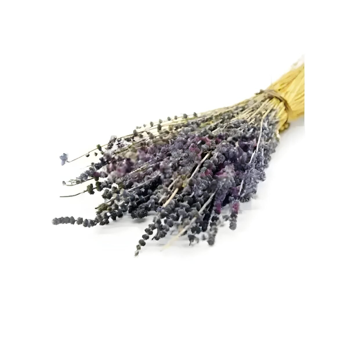 LAVENDER – Image 2