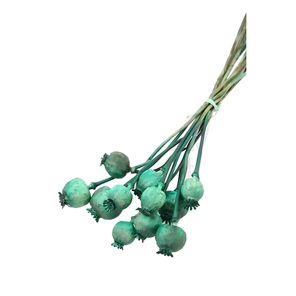 PAPAVER – Image 3