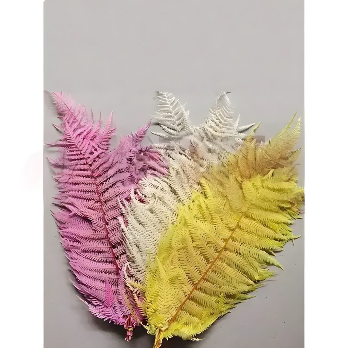 PRESERVED FERN – Image 4