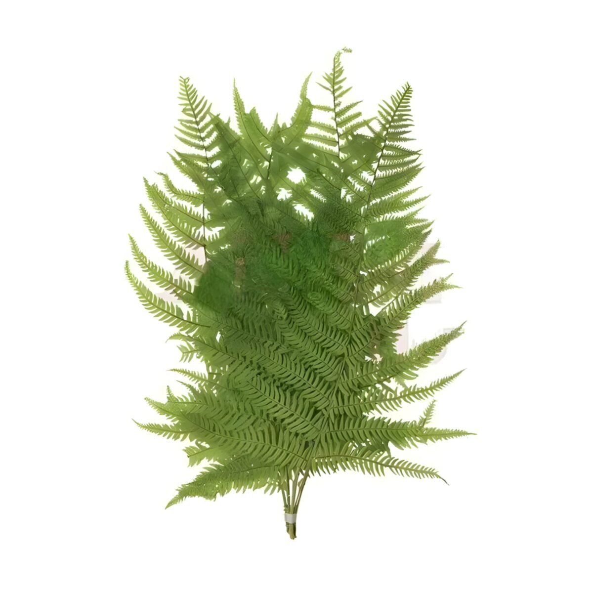 PRESERVED FERN – Image 3