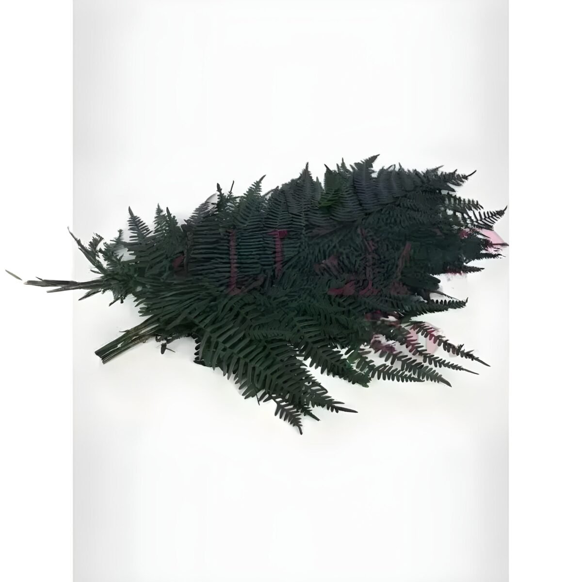 PRESERVED FERN – Image 2