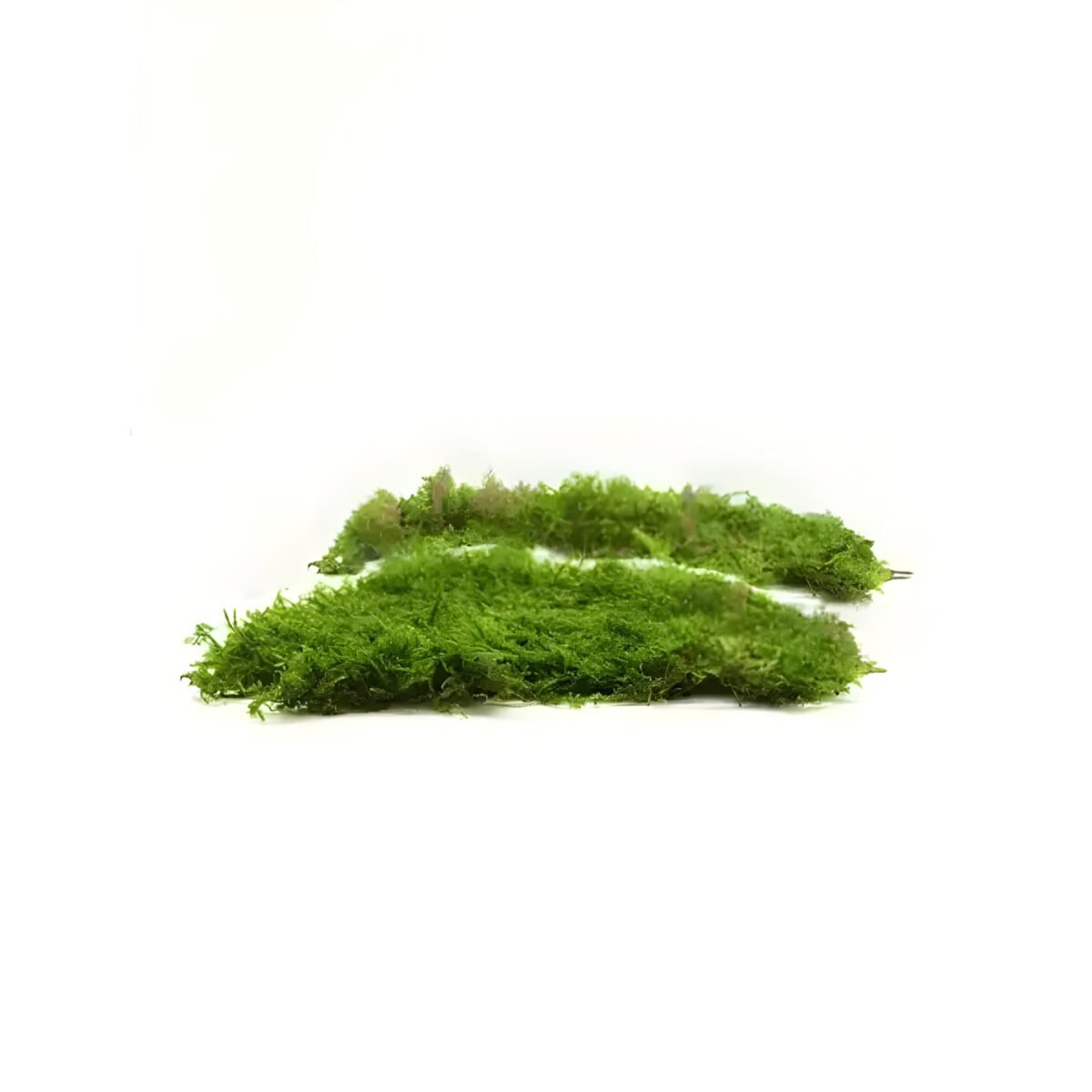 PRESERVED FLAT MOSS – Image 2