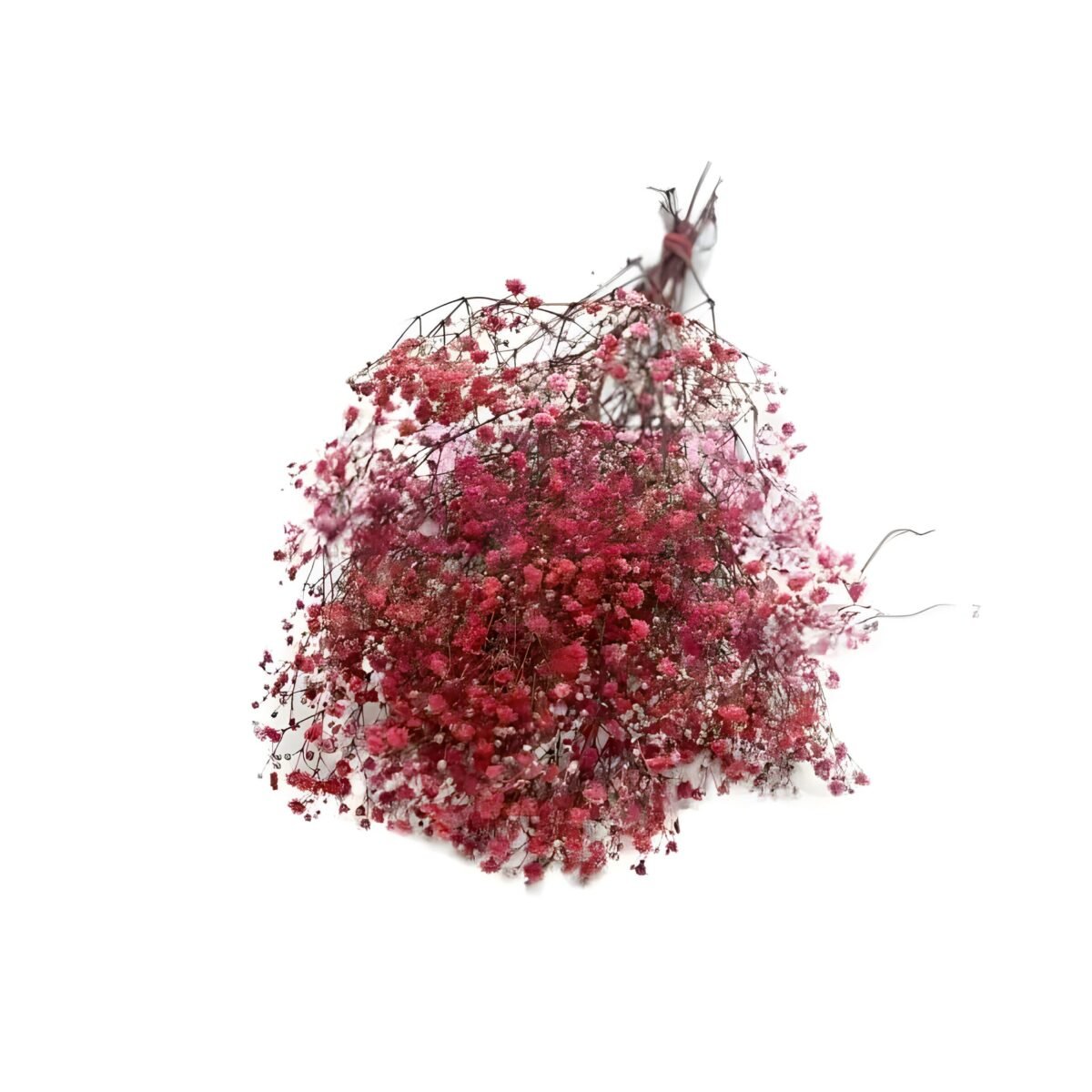 PRESERVED GYPSOPHILA – Image 6
