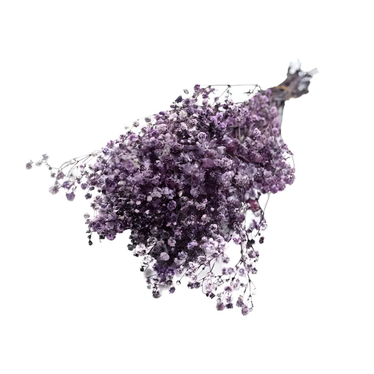 PRESERVED GYPSOPHILA – Image 5
