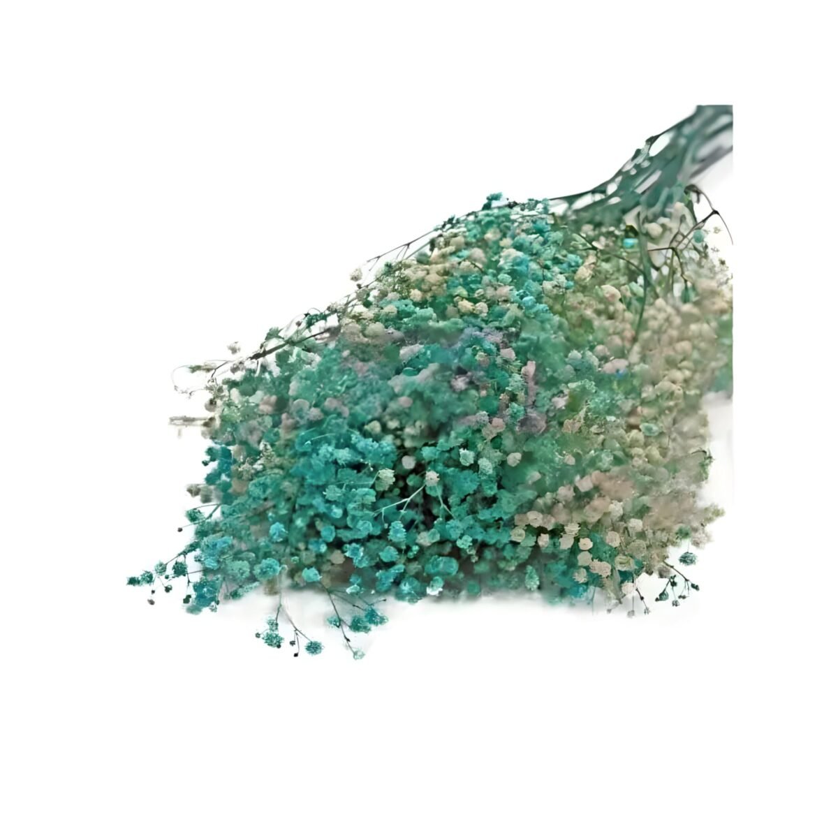 PRESERVED GYPSOPHILA – Image 4