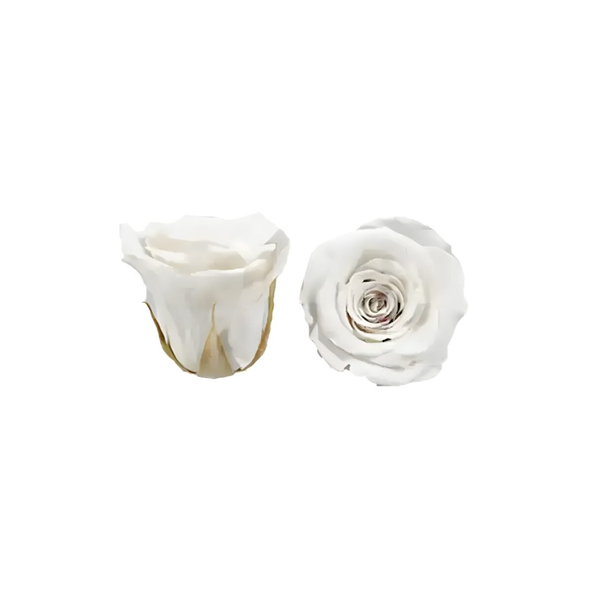 PRESERVED ROSE – Image 2