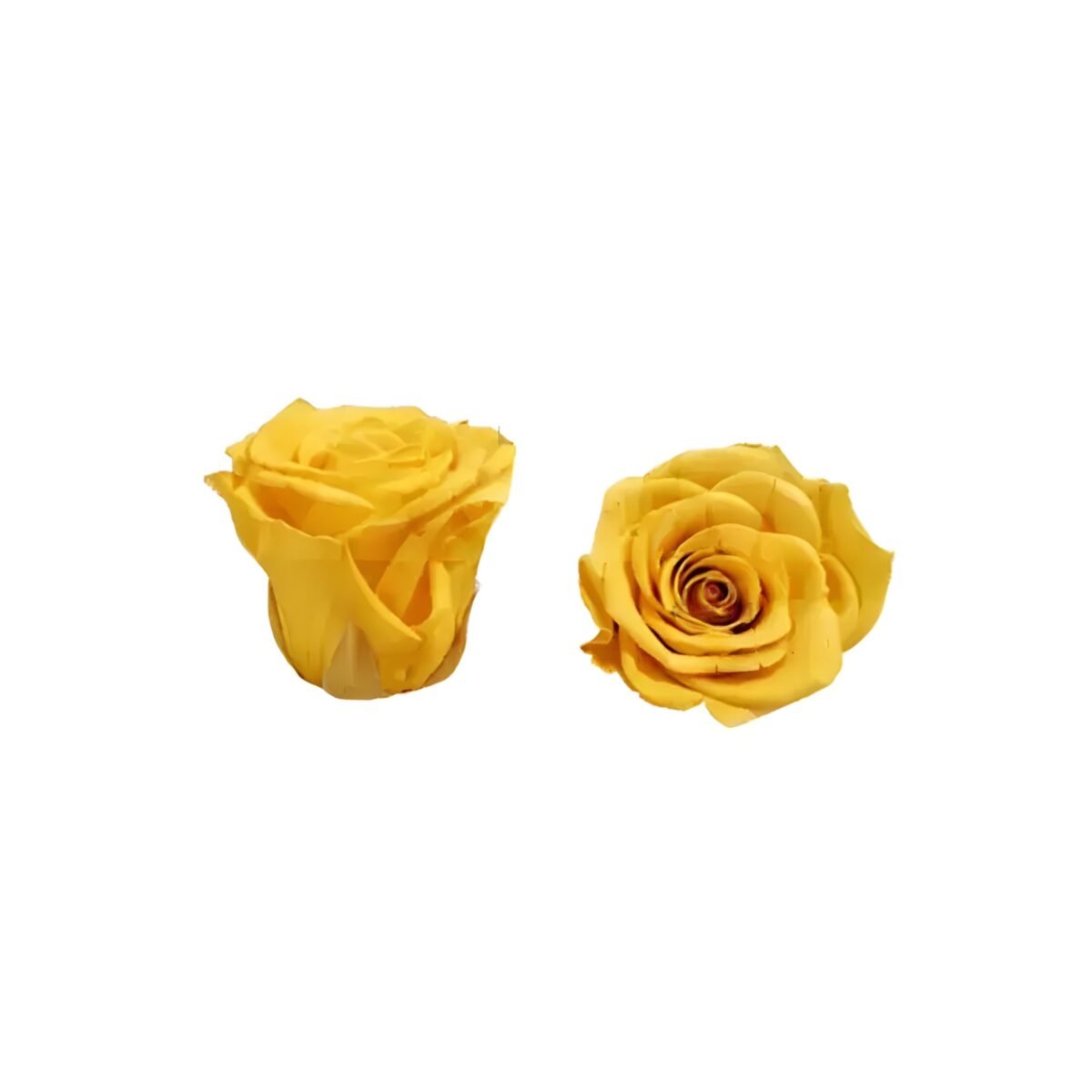 PRESERVED ROSE – Image 3
