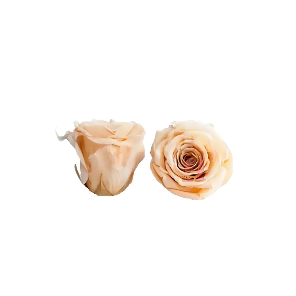 PRESERVED ROSE – Image 4