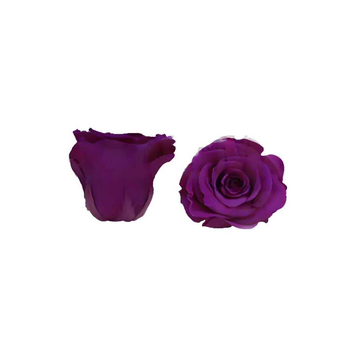 PRESERVED ROSE – Image 6