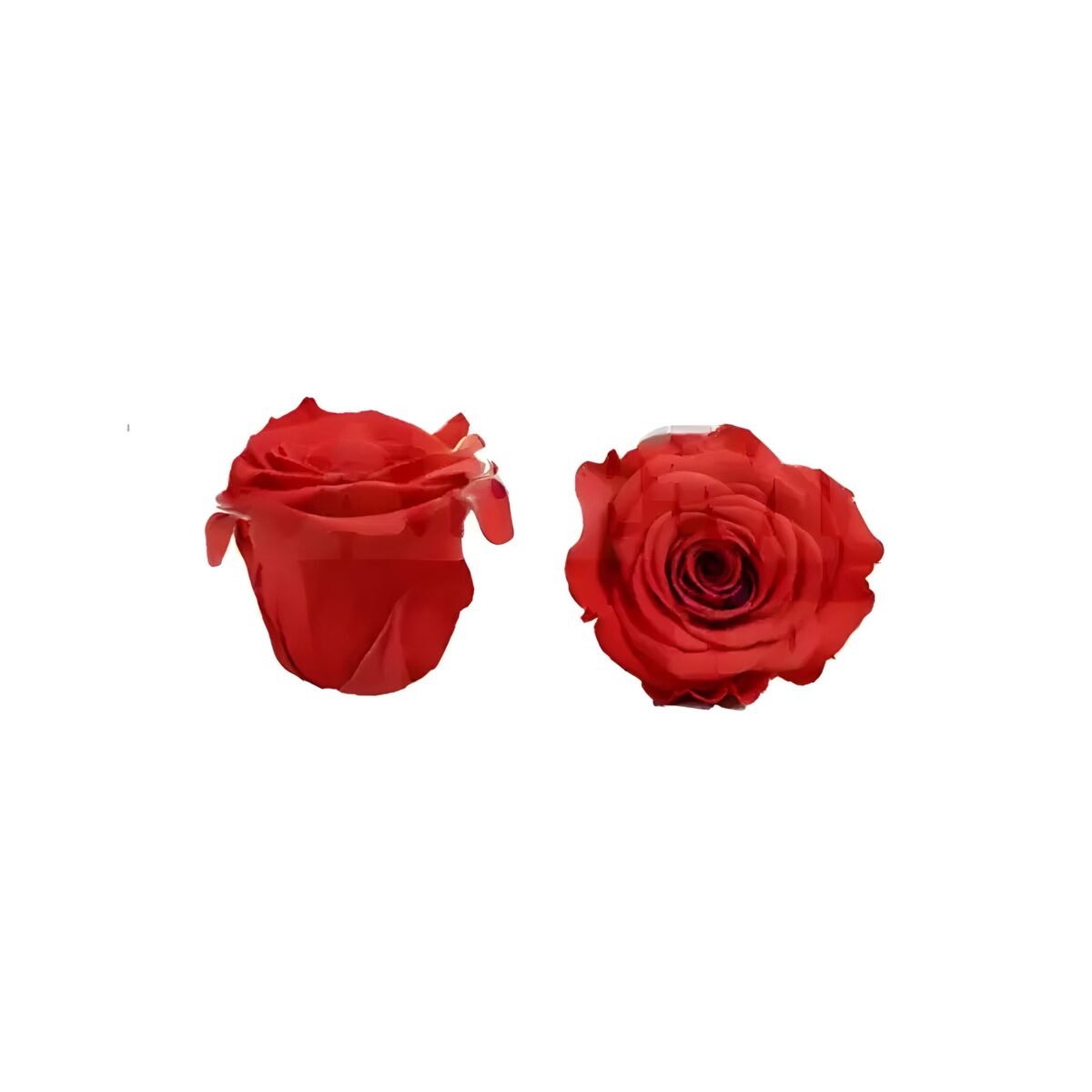 PRESERVED ROSE – Image 7