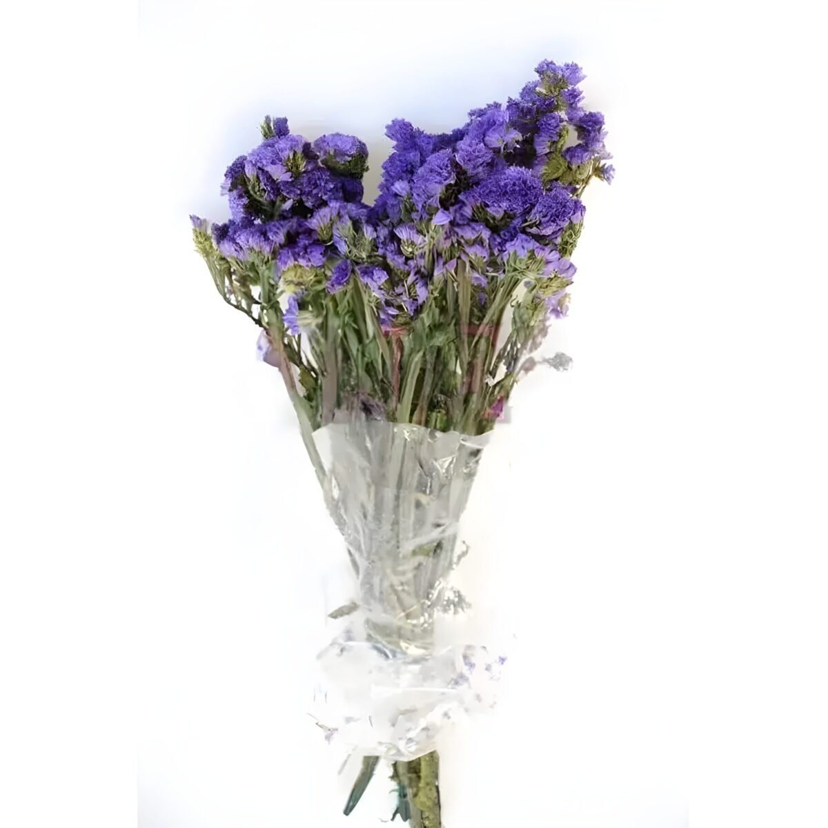 PRESERVED STATIS – Image 3